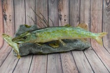 23" European Northern Pike w/ trophy Pomatomus saltatrix Bluefish Taxidermy