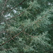Juniperus excelsa - Greek juniper | Tall juniper