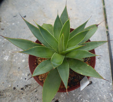 CACTUS SUCC ULENES CAUDEX SUCCULENTES : AGAVE X LOLLYPOP