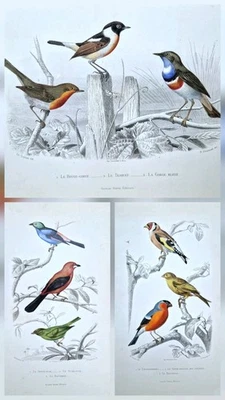 3 Gravures ancienne originale 1850 Oiseau mesange canari tit bird antique print - Photo 1/4