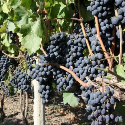 Trauben Moldawien 10 Stück frische Samen, Vitis vinifera moldova, Trauben Bio Samen