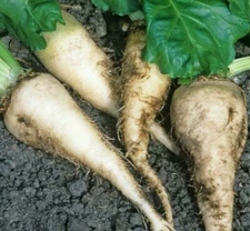 SUGAR BEET SEEDS 100+ survival GARDEN GROW healthy VEGETABLES FREE SHIPPING
