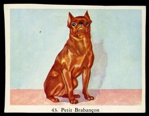 PETIT BRABANCON Belgian Griffon Toy Dog Full Speed Cigarette Card Dutch c. 1954