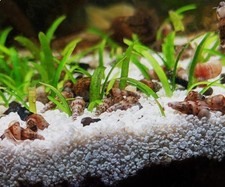 50 Malaysian Trumpet Snails MTS FREE SHIPPING