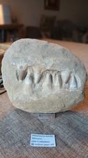 Mosasaurus Anceps jaw on original matrix 