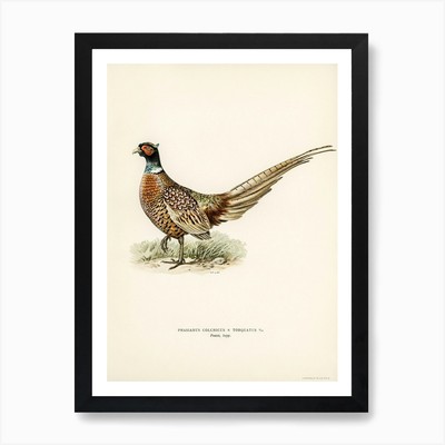 Ring Necked Pheasant, The Von Wrigh Gerahmtes Wandbild Poster Leinwanddruck Bild