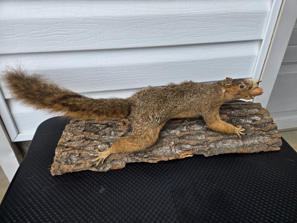 A genuine vintage taxidermy squirrel mounted on a log — the kind of wonderfully weird wall piece that becomes the centerpiece of every conversation.