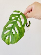 Monstera Esqueleto Top Cutting