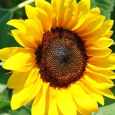 100 Organic ProCut Brilliance Sunflower Seeds - Free Shipping 