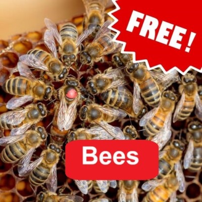 5 Viles Swarm Lure All-Natural Honeybee Attractant #1 Lure Made In USA