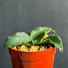 Snake Plant sansevieria subspicata succulent garden houseplant 4" size