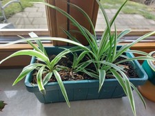 monstera aurea ebay Monstera Deliciosa Aurea Highly Variegated Rare and Exotic