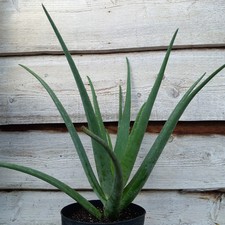 Aloe vera barbadensis, łącznie 60-70 cm