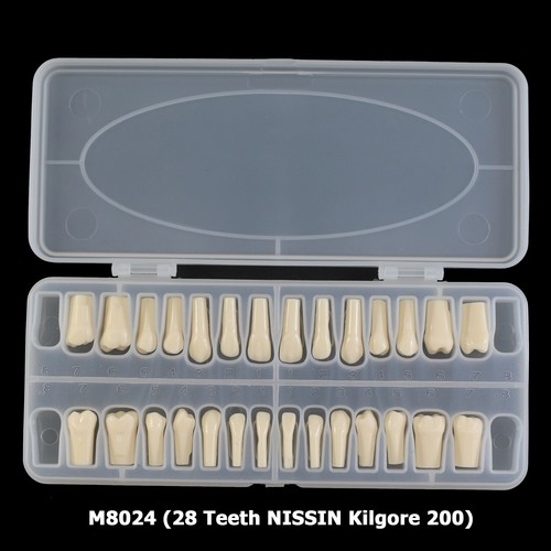Kilgore Nissin 200 Dental Typodont Mounting Pole 28PCS Teeth Model Replacement - Picture 4 of 50