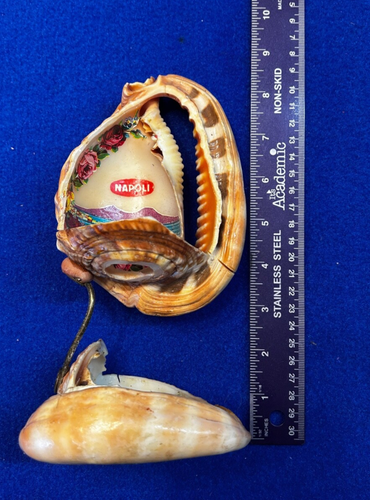 LOT 2 Vintage 1950 Mid Century Conch Sea Shell Souvenir Lamps Napoli Beach Coast - Picture 15 of 15