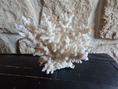 White CORAL Branch Shaped Raw Attic White CORAL