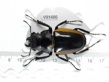 V91486. Insects, Lucanidae: Odontolabis Cuvera sp. North Vietnam, Lai Chau