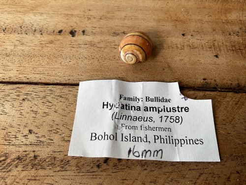 Hydatina Amplustre - Bullidae Shell - Collector Specimen Shells | eBay