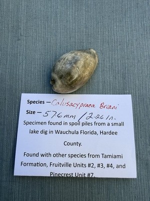 EXTINCT fossilized Cowrie shell from central Florida..Pliocene era.