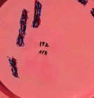 Innova super rare great condition 2015 Penned 2 Foil Flat STAR FireBird 172g — photo 5