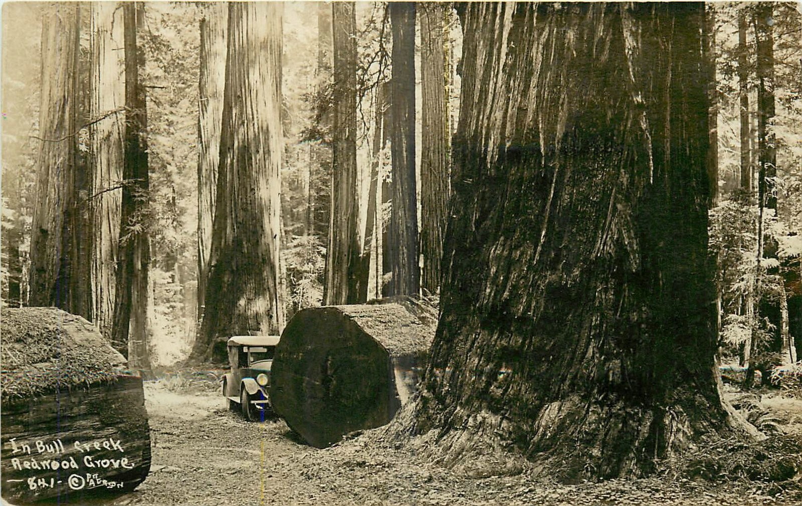 1930s California Bull Creek Redwood Patterson Humboldt Postcard RPPC 24-11613