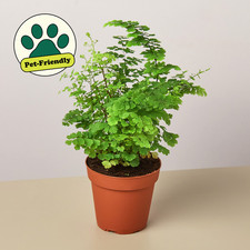 Maidenhair Fern | Live Plant for Indoor & Outdoor