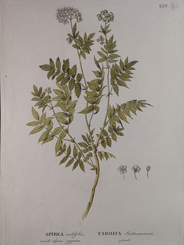 Large old coloured copperplate engraving from 1784. SPIRAEA sorbifolia, feather sphere. F