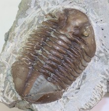 Trilobit, Asaphus expansus, Ordovizium, Ljungsbro, Östergötland, Schweden -m874
