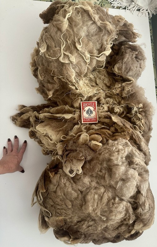 6 POUNDS Whole Raw Shetland Sheep Fleece Intact Natural Brown Spinning Fiber (E1