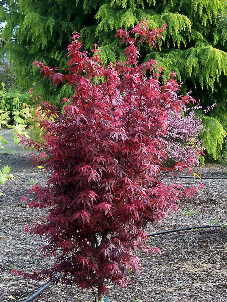 Acer palmatum Skeeter/'s Broom in 7cm pot ideal bonsai subject