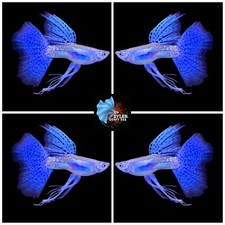 1 Trio - BLUE GRASS RIBBON, FIN C - Live Guppy Fish High Quality - USA Seller