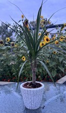 Dracaena Marginata (Madagascar Dragon Tree) – Indoor Plant in Decorative
