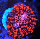 Corals of Eden ~  WYSIWYG Live Coral Frag ~ Pomegranate Chalice Coral — photo 2