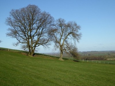 Photo 6x4 Trees on Alderton Hill Alderton/SP0033 Two trees is on the low c2018