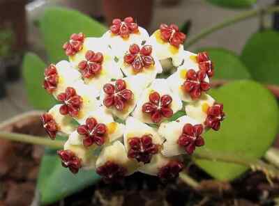 Sale1963 Hoya Mathilde Wachsblume 5 Samen