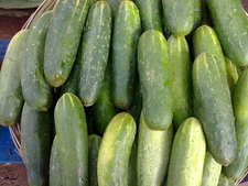 Cucumber Spacemaster Great Heirloom Vegetable by Seed Kingdom Bulk 1/4 Lb Seeds