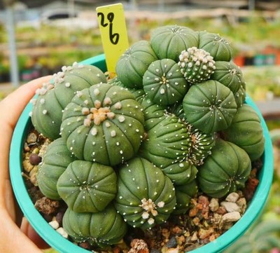 Rare Cacti Astrophytum asterias 'Miracle' caespitosa Cristata WYSIWYG Boutique