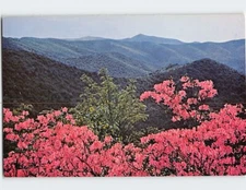 Postcard Azalea Along Skyline Drive Shenandoah National Park Virginia
