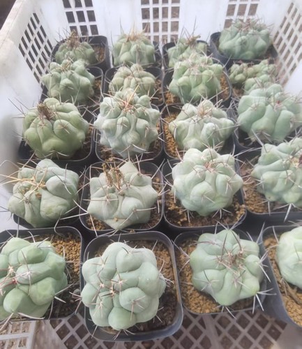 7cm Rare liveSucculent plant Thelocactus hexaedrophorus Random Own Root ...