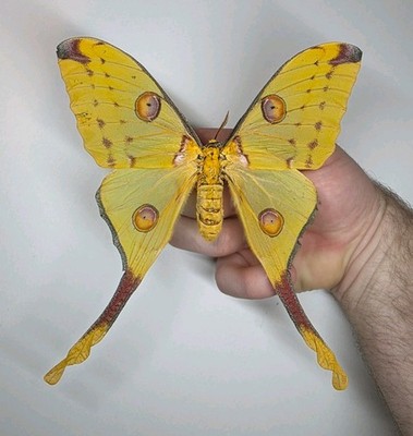 Argema Mittrie. Komet Motte. Flügel gespreizt. A- Set Exemplar. Entomologie.