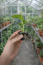 Golden Pothos Rooted Cutting – Devil’s Ivy Epipremnum Aureum Houseplant