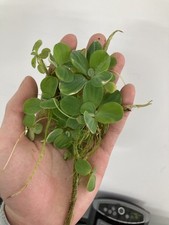 Water Lettuce Live Aquarium/Pond Plant 6 plants BUY 2 GET 1 FREE
