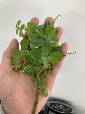 Water Lettuce Live Aquarium/Pond Plant (6+ plants) BUY 2 GET 1 FREE