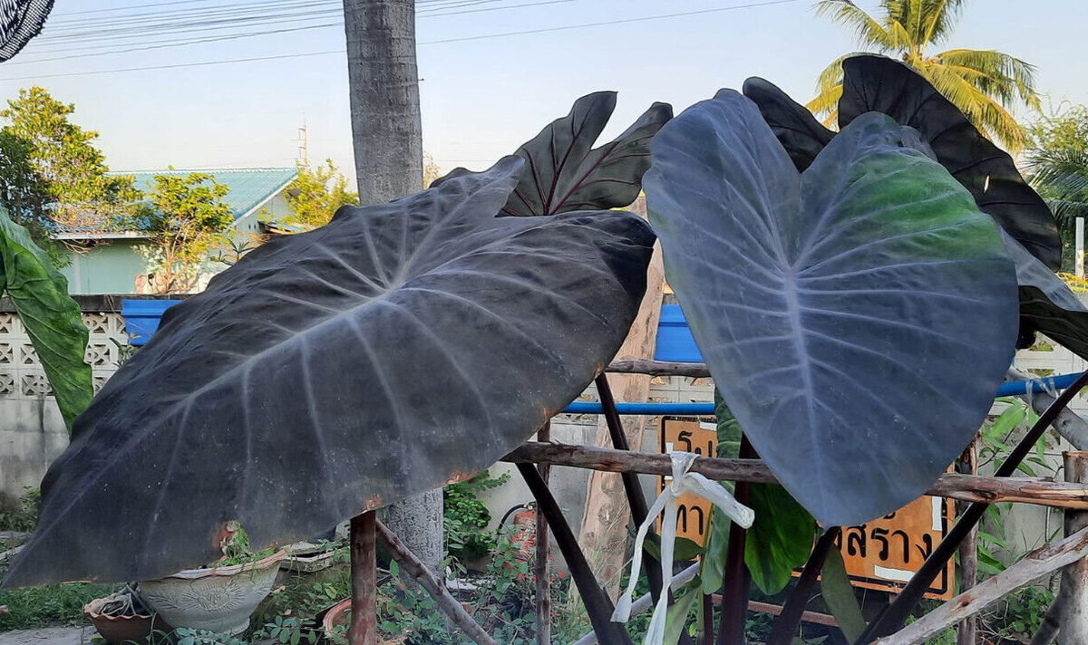 Colocasia Esculenta 'Black Magic' Ou Oreille D'Éléphant
