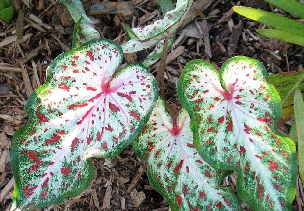 300GreenPurpleCaladiumFlowersSeedsDwarfElephantEarOrnamentalPlants