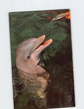 Postcard Smiling Face of a Friendly Porpoise Greets Visitors Miami Florida USA
