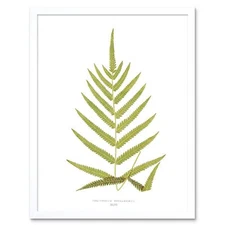 Fern Polypodium Tetragonum 12X16 Inch Framed Art Print