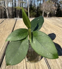 Hoya Fungii X Pubicalyx RHP Plant In 3” Pot