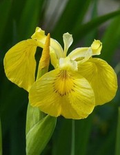 Pretty Iris Imported Flower Bulbs Yellow Pack of 2 bulbs