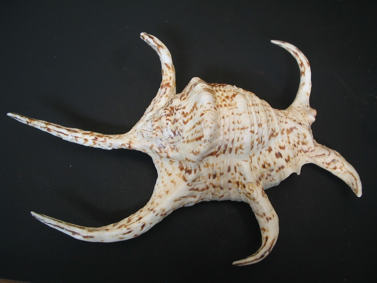 An Incredible(Lambis) HARPAGO CHIRAGRA~241mm/9 1/2